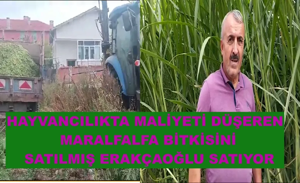 HAYVANCILIKTA MALİYETİ DÜŞEREN MARALFALFA BİTKİSİNİ SATILMIŞ ERAKÇAOĞLU SATIYOR