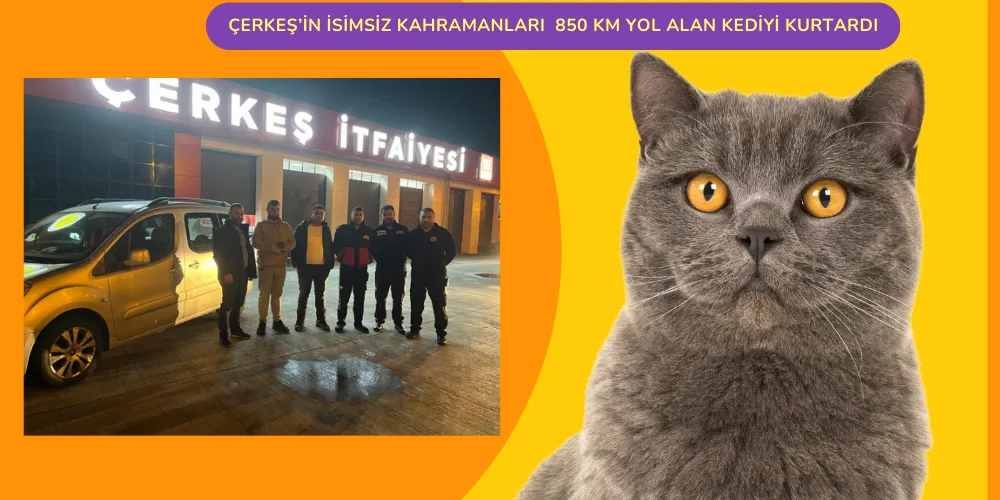 Çerkeş’in isimsiz kahramanları  850 km yol alan kediyi kurtardı